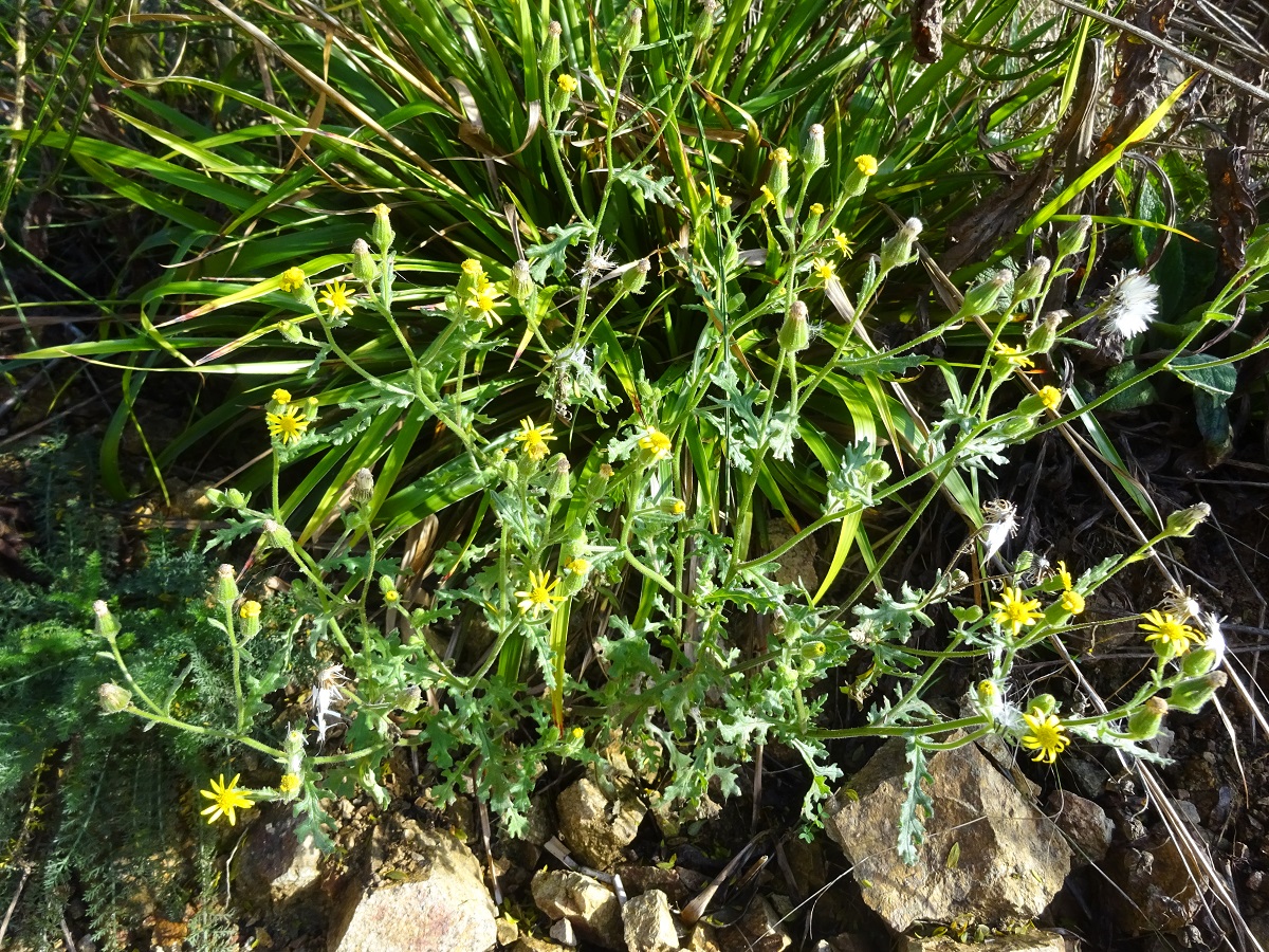 Senecio viscosus (Asteraceae)
